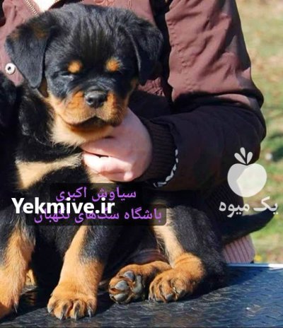 فروش سگ روتوایلر دو ماهه اصیل در تهران در گروه سگ و گربه در یکمیوه -عکس1
