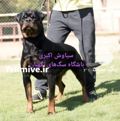 فروش سگ روتوایلر اروپایی آمریکایی نگهبان در تهران در گروه سگ و گربه در یکمیوه -عکس1