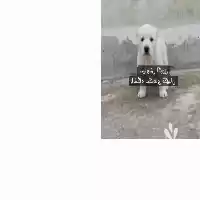 قیمت خرید سگ آلابای روس توله در تهران در گروه سگ و گربه در یکمیوه