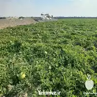 قیمت خرید هندوانه به صورت عمده در زاهدان در گروه خرید و فروش هندوانه در یکمیوه