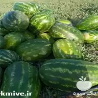 فروش هندوانه در تناژ بالا در زاهدان در گروه خرید و فروش هندوانه در یکمیوه