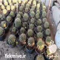 قیمت خرید کاکتوس اچینو در تهران در گروه خرید و فروش گیاهان زینتی در یکمیوه