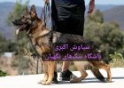 فروش سگ ها ژرمن شپرد بالغ در تهران در گروه سگ و گربه در یکمیوه