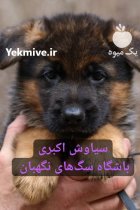 فروش توله سگ های ژرمن شپرد در تهران در گروه سگ و گربه در یکمیوه