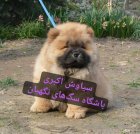 فروش سگ چاو چاو دو ماهه در تهران در گروه سگ و گربه در یکمیوه