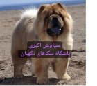 فروش سگ چاو چاو بالغ اصیل در گروه سگ و گربه در یکمیوه