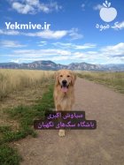 فروش سگ گلدن روتریور بالغ وارداتی در تهران در گروه سگ و گربه در یکمیوه