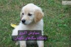 فروش سگ گلدن دو ماهه اصیل در تهران در گروه سگ و گربه در یکمیوه