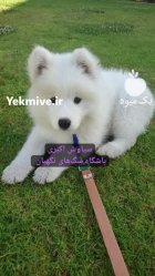 فروش سگ ساموید توله های دو در گروه سگ و گربه در یکمیوه