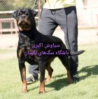 فروش سگ روتوایلر اروپایی آمریکایی نگهبان در تهران در گروه سگ و گربه در یکمیوه