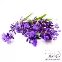 قیمت خرید تامین کننده روغن در تهران در گروه خرید و فروش انواع روغن در یکمیوه