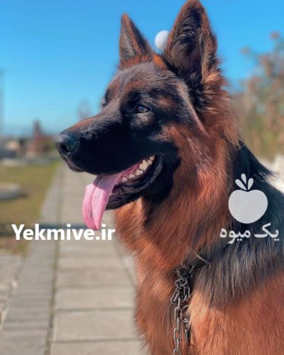 فروش سگ ژرمن شپرد سوپر کینگ در طالقان  در گروه سگ و گربه در یکمیوه -عکس2
