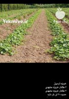 آگهی مشابه خربزه مشهد خربزه مشهد در بومهن در گروه خرید و فروش خربزه در یکمیوه