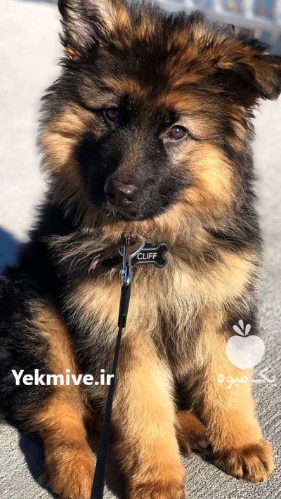 فروش سگ ژرمن شپرد شولاین در گروه سگ و گربه در یکمیوه -عکس2