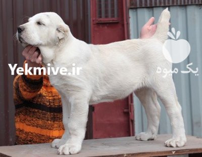 فروش سگ الابای روسی خرس روسی در تهران در گروه سگ و گربه در یکمیوه -عکس2