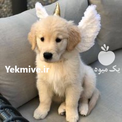 فروش سگ گلدن روتریور در کرج در گروه سگ و گربه در یکمیوه -عکس1