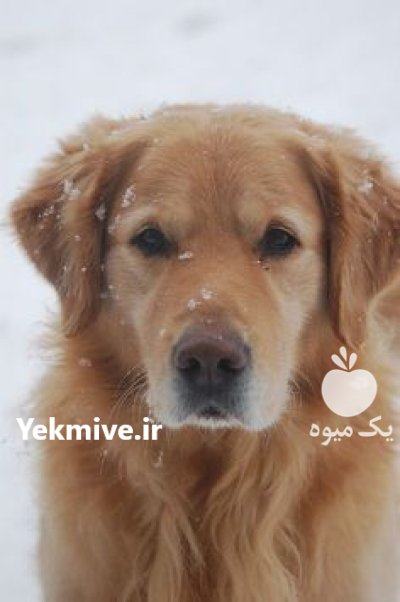 فروش سگ گلدن روتریور در کرج در گروه سگ و گربه در یکمیوه -عکس1