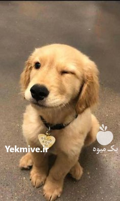 فروش سگ گلدن روتریور در کرج در گروه سگ و گربه در یکمیوه -عکس2