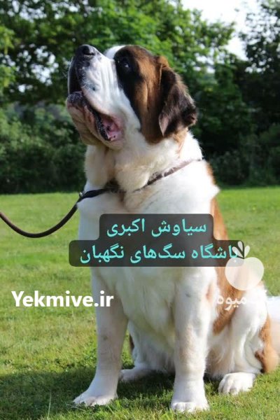 فروش سگ سنت برنارد نگهبان اصیل در تبریز در گروه سگ و گربه در یکمیوه -عکس1