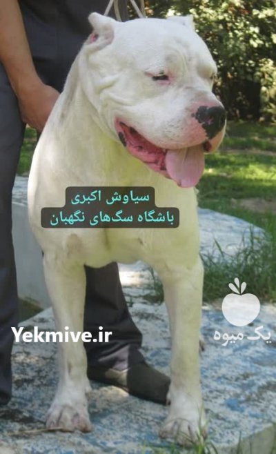 فروش سگ داگو ارژانتینو نگهبان اصیل در گروه سگ و گربه در یکمیوه -عکس1