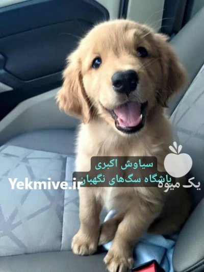 فروش سگ گلدن روتریور توله قیمت در تبریز در گروه سگ و گربه در یکمیوه -عکس1