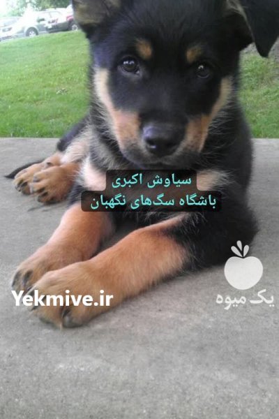فروش سگ روتوایلر دو ماهه در تبریز در گروه سگ و گربه در یکمیوه -عکس1