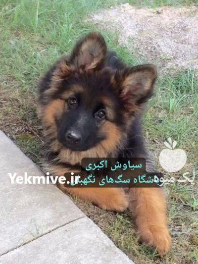 فروش سگ ژرمن شپرد توله قیمت در تبریز در گروه سگ و گربه در یکمیوه -عکس1