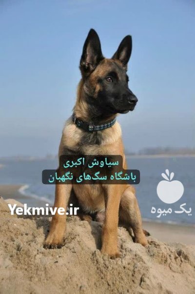 فروش سگ مالینویز نگهبان اصیل نژاد در تبریز در گروه سگ و گربه در یکمیوه -عکس1