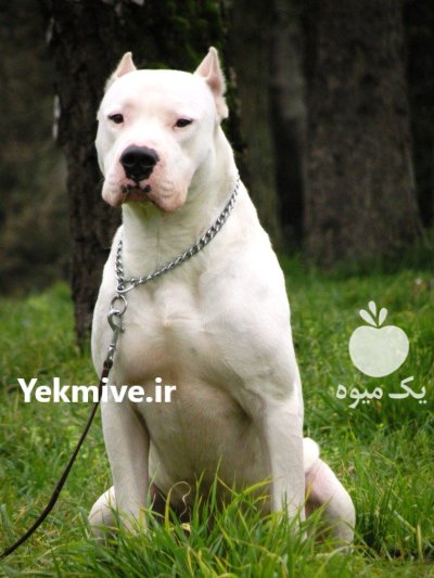 فروش سگ داگو ارزانتینی در چهاردانگه در گروه سگ و گربه در یکمیوه -عکس2