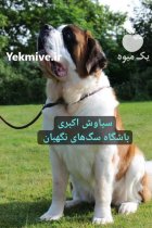 فروش سگ سنت برنارد نگهبان اصیل در تبریز در گروه سگ و گربه در یکمیوه