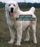 فروش سگ آلابای ترکمن اصیل در گروه سگ و گربه در یکمیوه