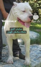 فروش سگ داگو ارژانتینو نگهبان اصیل در گروه سگ و گربه در یکمیوه