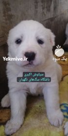 فروش سگ آلابای دو ماهه روسی در تبریز در گروه سگ و گربه در یکمیوه