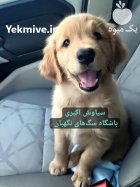 فروش سگ گلدن روتریور توله قیمت در تبریز در گروه سگ و گربه در یکمیوه