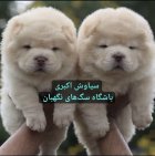 فروش سگ چاو چاو توله دو در تبریز در گروه سگ و گربه در یکمیوه