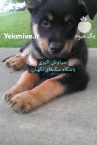 فروش سگ روتوایلر دو ماهه در تبریز در گروه سگ و گربه در یکمیوه