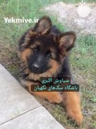 فروش سگ ژرمن شپرد توله قیمت در تبریز در گروه سگ و گربه در یکمیوه