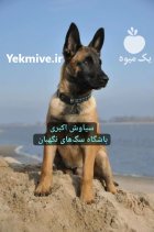 فروش سگ مالینویز نگهبان اصیل نژاد در تبریز در گروه سگ و گربه در یکمیوه