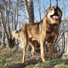 فروش سگ خراسانی در گروه سگ و گربه در یکمیوه