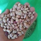 انواع لوبیا سفید قرمز و چیتی در کرمانشاه در گروه خرید و فروش غلات و حبوبات در یکمیوه