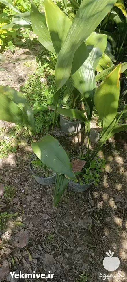 فروش عبایی گلدانی در تهران در گروه خرید و فروش گیاهان زینتی در یکمیوه -عکس1