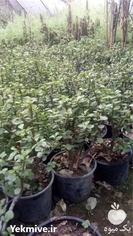 قیمت خرید کراسولا جید در تهران در گروه خرید و فروش گیاهان زینتی در یکمیوه -عکس1