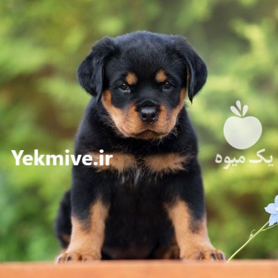 فروش توله 55 روزه روتوایلر در ماهدشت در گروه سگ و گربه در یکمیوه -عکس1