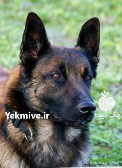 فروش سگ مالینویز در کرج در گروه سگ و گربه در یکمیوه -عکس1