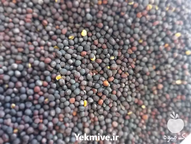 فروش کلزا جهت دانه روغنی در تبریز در گروه خرید و فروش دانه های روغنی در یکمیوه -عکس1