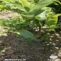 فروش عبایی گلدانی در تهران در گروه خرید و فروش گیاهان زینتی در یکمیوه