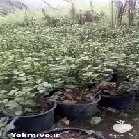 قیمت خرید کراسولا جید در تهران در گروه خرید و فروش گیاهان زینتی در یکمیوه