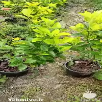 فروش شمشاد طلایی در تهران در گروه خرید و فروش گیاهان زینتی در یکمیوه