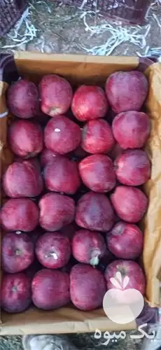 سیب درختی قرمز سوپرلوکس در تهران در گروه خرید و فروش سیب در یکمیوه -عکس1