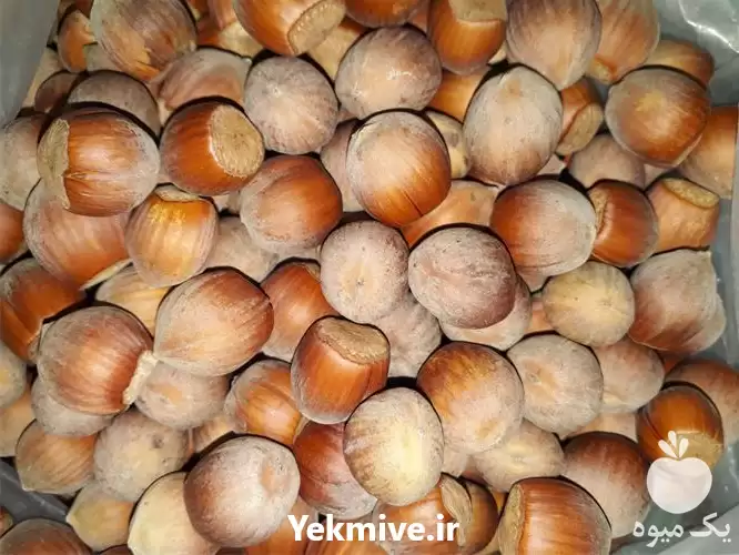 قیمت خرید فندق زیتون روغن زیتون در زنجان در گروه خرید و فروش انواع روغن در یکمیوه -عکس1